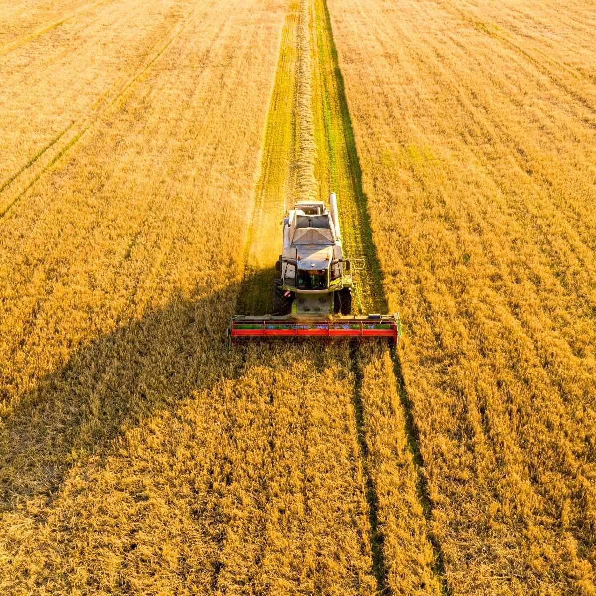 agriculture